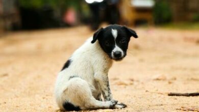 jovin-kallis-zQb2La_21747