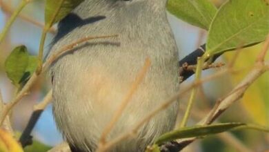 fairyflycatcher_64092