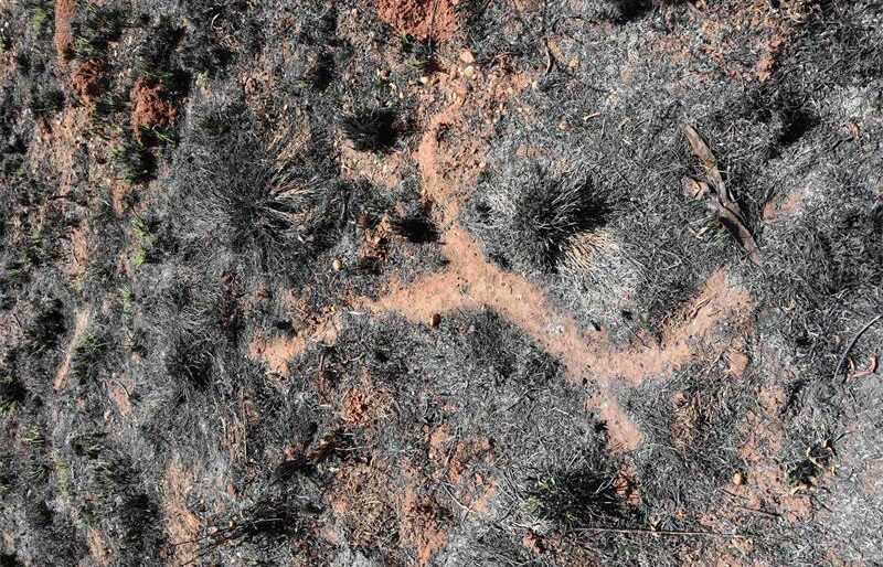 moleratetracks_06454