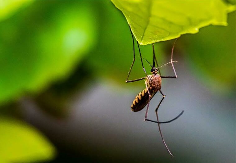 The Gauteng Health Department is reminding residents to take preventive steps before visiting malaria-endemic areas and to seek professional advice at travel clinics.