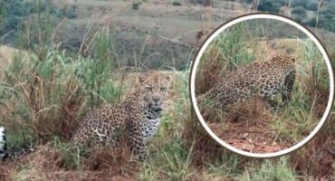 LEOPARDS