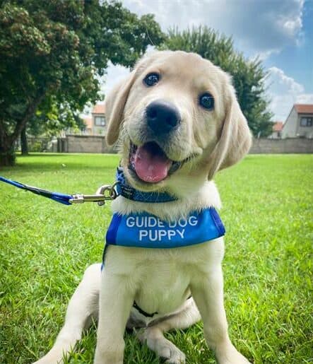 Love puppies and want to make a difference? The SA Guide-Dogs Association is calling on dedicated dog lovers to become puppy raisers - helping to train future guide dogs that will transform the lives of visually impaired people.