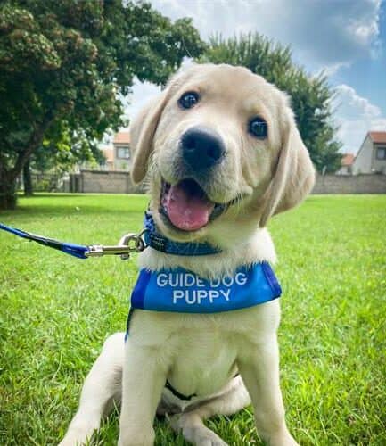 The South African Guide-Dogs Association for the Blind is calling on compassionate dog lovers to become puppy raisers and play a life-changing role in training future guide dogs for people with visual impairments.