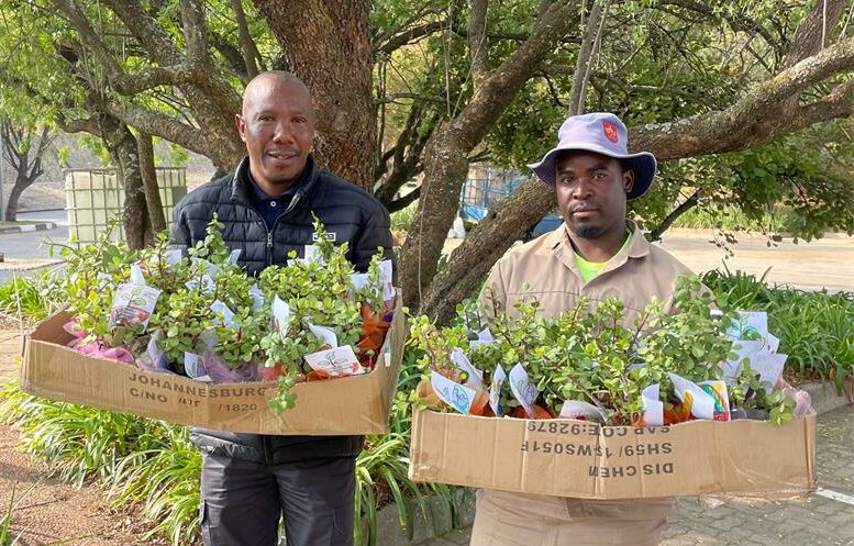 As part of eco week, St Peter’s Boys Prep donated dozens of water-wise spekboom plants—complete with learner-coloured eco cards—to Tarentaal Retirement Village.