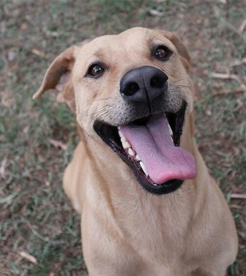 The Bedfordview SPCA is calling on the community to donate durable toys for large-breed dogs in their care. These toys are vital for enrichment and mental stimulation.