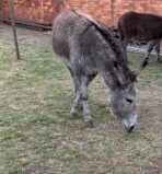The Bedfordview SPCA rescued a mother donkey and her foal found wandering near the N3 in Spruitview. Both are now receiving veterinary care, and the SPCA is appealing for donations to support their recovery.