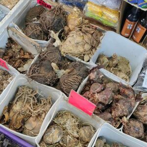 The City of Ekurhuleni observed African Traditional Medicine Week from August 26 to 31, highlighting the role of traditional healers, safe practices, and collaboration with Western medicine to improve community health outcomes.