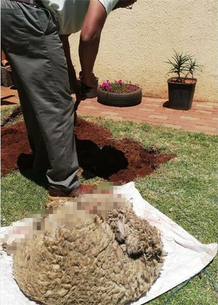 As the festive season approaches, the City of Ekurhuleni reminds residents to observe cultural practices responsibly and in line with public health by-laws regulating the slaughtering of animals.