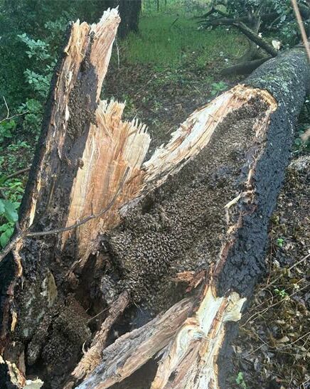 When a bees’ tree habitat in the Hurlyvale Park fell, resident Noel Brownlee acted swiftly and arranged for a beekeeper to relocate the estimated 80 000 bees.