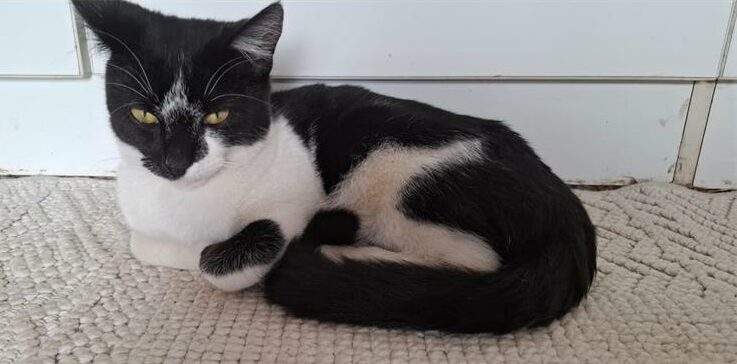 Condemned pet food stolen and sold online raises fears of Salmonella exposure for pets and families