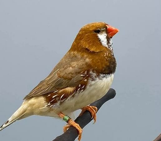 The Transvaal Zebra Finch Society will host its annual Fred Barnicoat Classic Show featuring top Zebra and Bengalese finches and rare mutations.