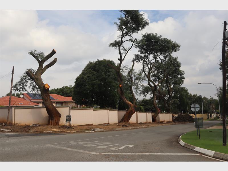 The City of Ekurhuleni says trees in Bedfordview are only removed for safety risks or development needs, with some areas seeing replacement planting after roadworks and infrastructure projects.