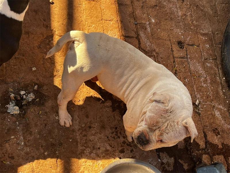 The Germiston Magistrate’s Court granted the Germiston Bedfordview SPCA a warrant to remove six abused dogs from a property after two formal warnings were ignored.