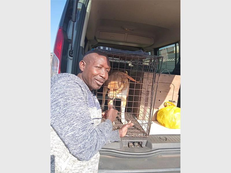 The Bedfordview community shares heart-wrenching farewells with a canine companion and his owner as he heads back to his home country.