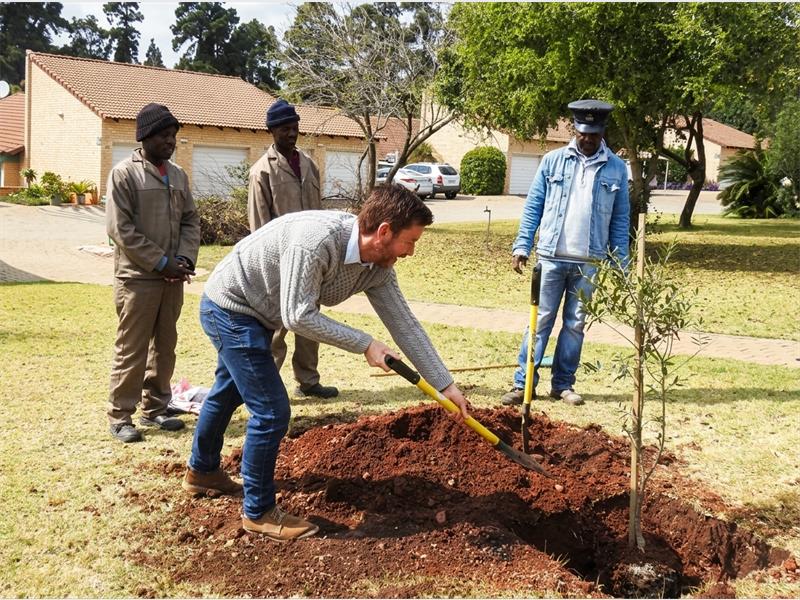 “The tree has now found a new home at Thornhill Manor, where it will continue to grow and become part of the village landscape for years to come,”