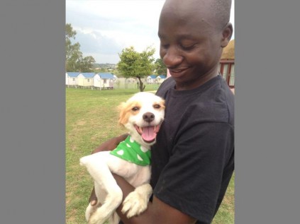 HANDSOME BOY: Frisky is a two-year-old male toy Pom collie cross who is very friendly.
