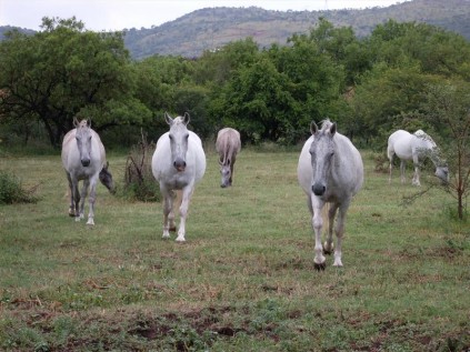 PROUD MOTHERS: Some of the brooding mares at the Lipizzaner Stud Farm in Hartebeespoort.