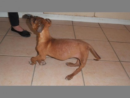 IMPROVEMENT: Skye's limb's are slightly deformed from rickets, however her condition is consistently improving.