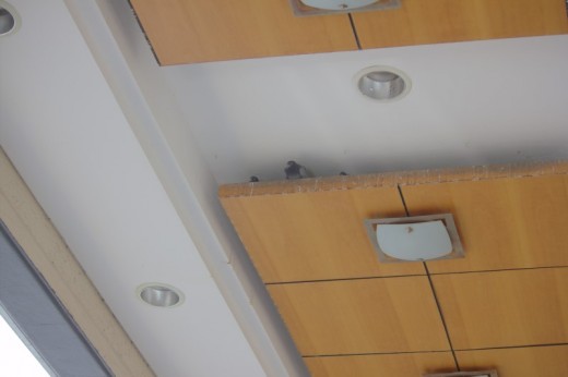 Pigeons nesting in the ceiling at Lone Hill Shopping Centre.