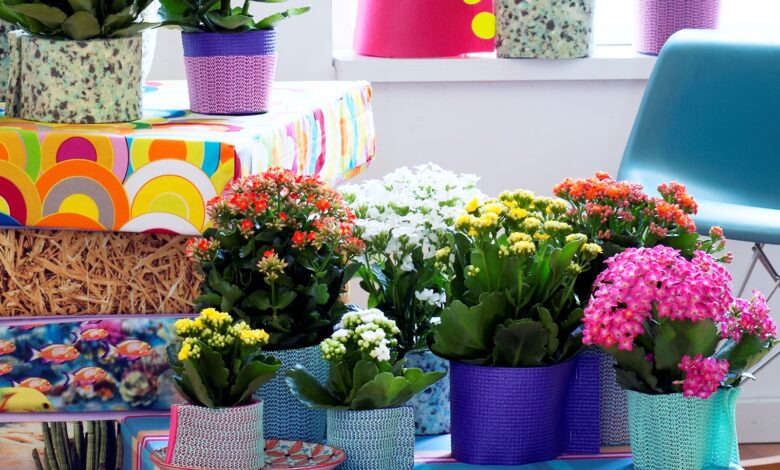 AliceCoetzee - 24-12-2021-gardening- indoor plants - photo1