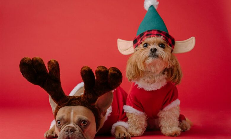 ElanaWagner-24-12-2021-Pets-ChristmasLunchDangers.2 (Medium)