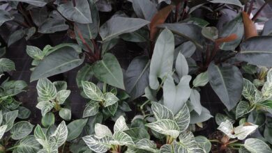 Alice Coetzee - 27 -05-2022 - gardening- indoor plants photo 1 (Medium)