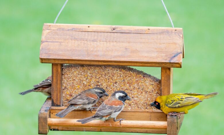Alice Coetzee - 15-07-2022-gardening - birds- photo 1