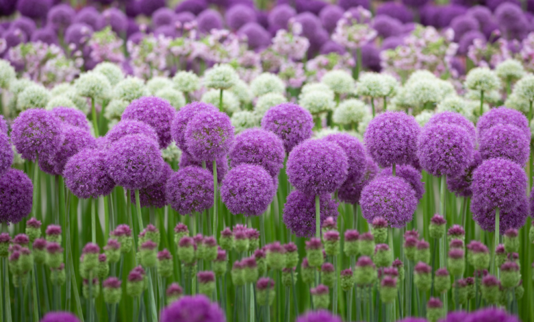 LNN Featured Image_1 (7)