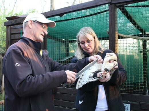 Arjen van Zwieten and Karen Mey measure and weigh the bird before its first night.