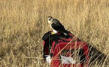 Fazal being released back into the wild at Steyn City.