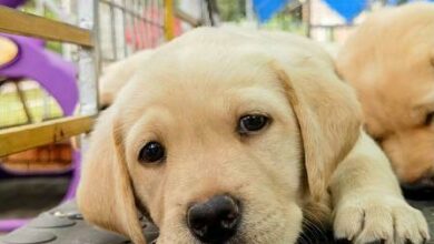 Raise a pup for a good cause.