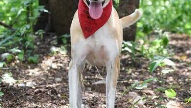 Aimee is a female mixed and five years old.