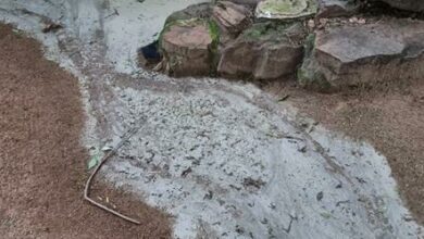 Kim Larsen says she had this cement run off into her garden when Genius was building.