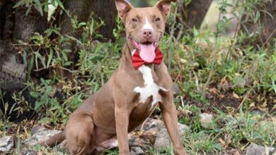 Chase is three years old mixed breed.