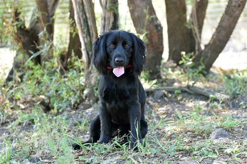 Duke is a male spaniel; he is one and a half years old.