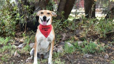 Echo is a female mixed breed; she is three years old.