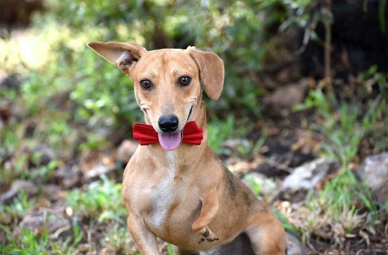 Gremlin is a year-old male mixed breed.