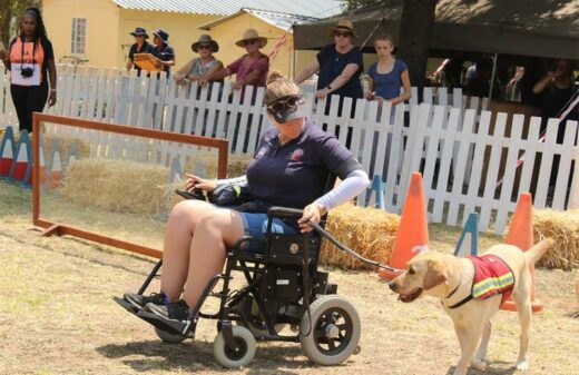 The guide dogs are taught to help disabled clients in wheelchairs.