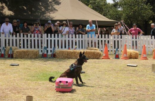 Different dogs are trained to detect bombs and narcotics.