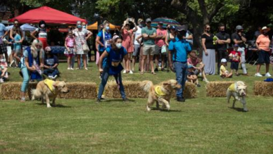 Family Fun Days are always fun for both people and pets.