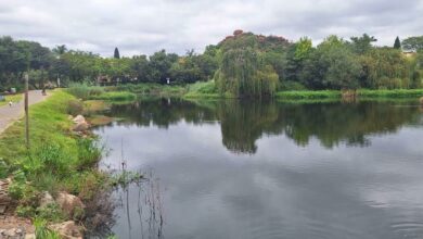 The Willow Tree before falling.