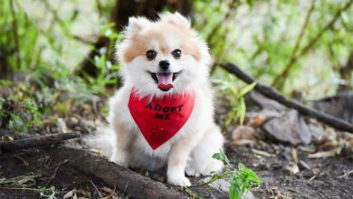 Gilli is a female toy Pom who is four years old.