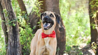 Benny is a male mixed greyhound and is only 4 years old.