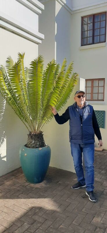 What began as a cherished family plant has blossomed into a heartfelt gift for the Lonehill community, a symbol of love, history, and belonging that will endure for generations.