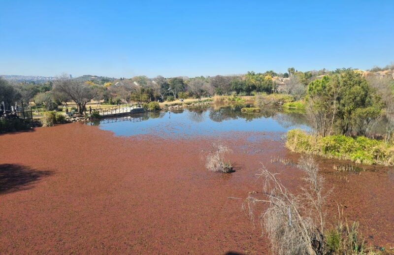 City Parks has begun clearing invasive weeds from the Lonehill and Witkoppen dams, but the clean-up comes at a steep cost, following a previous R350 000 effort.