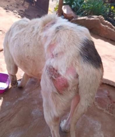 4Paws, as usual, stepped in to save Jade after a mistake that nearly cost her life. Now, they’re asking for your support to continue their pawsome work.