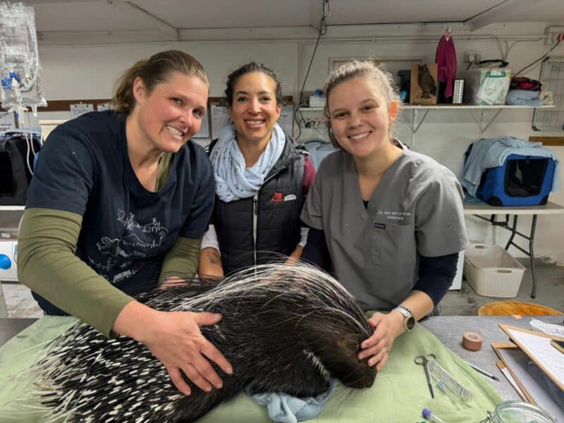 Forget taxis, a young porcupine caused a real traffic jam in Lonehill. In the middle of peak-hour chaos, the team from JWVH jumped into action to steer him away from danger.