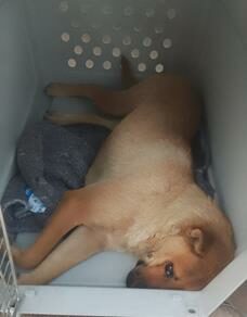 A dog named Lillian gave her paw-rent a scare, but thanks to 4Paws’ pawsome care, she conquered her condition. Now, 4Paws needs help with her vet bills.