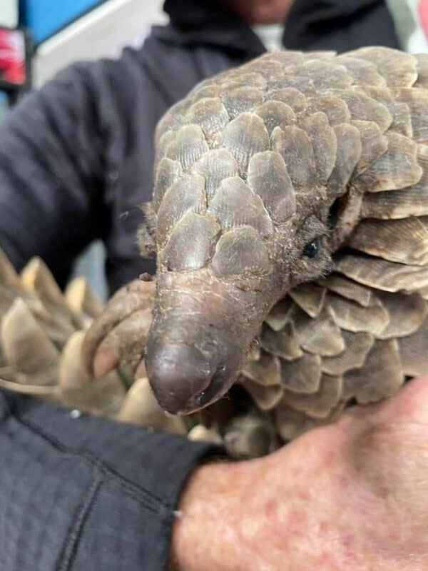 The pangolin named Faith was rescued from the wildlife trade and is now recovering at the Johannesburg Wildlife Veterinary Hospital.