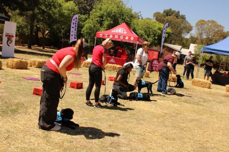 The SA Guide-Dogs Association urges everyone to protect their eyes and support a worthy cause this Shades Day.